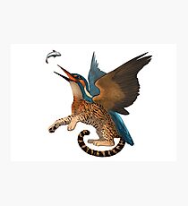 Kingfisher Photographic Print