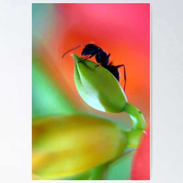 Item preview, Ant on Flower Bud designed and sold by Kahn.