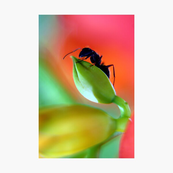 Item preview, Ant on Flower Bud designed and sold by Kahn.