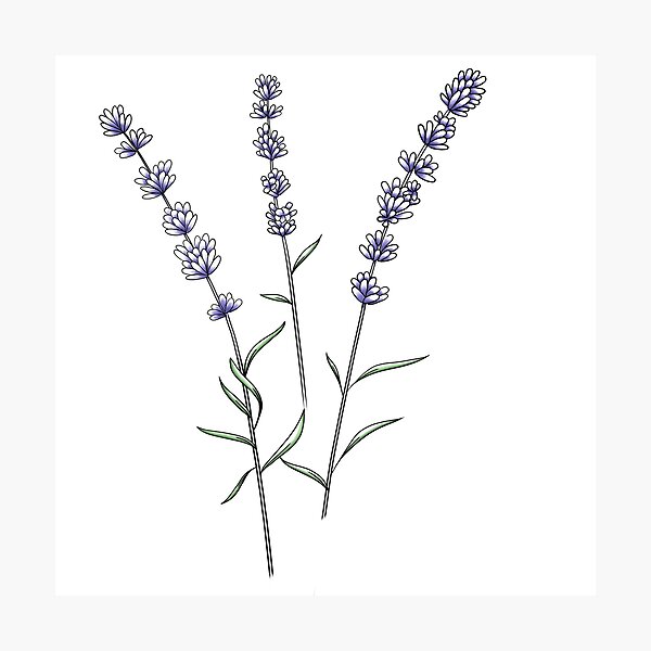 Item preview, Sprigs of lavender, flower of Provence  designed and sold by Audrey Janvier | AJD.