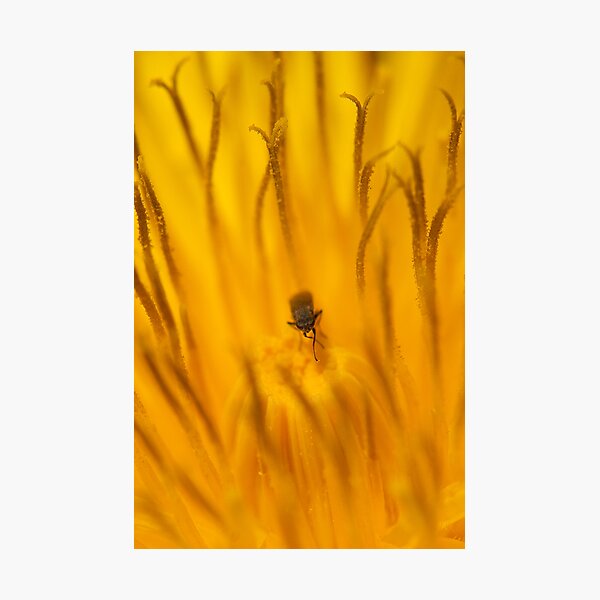 Lost in the Flora Forrest Photographic Print