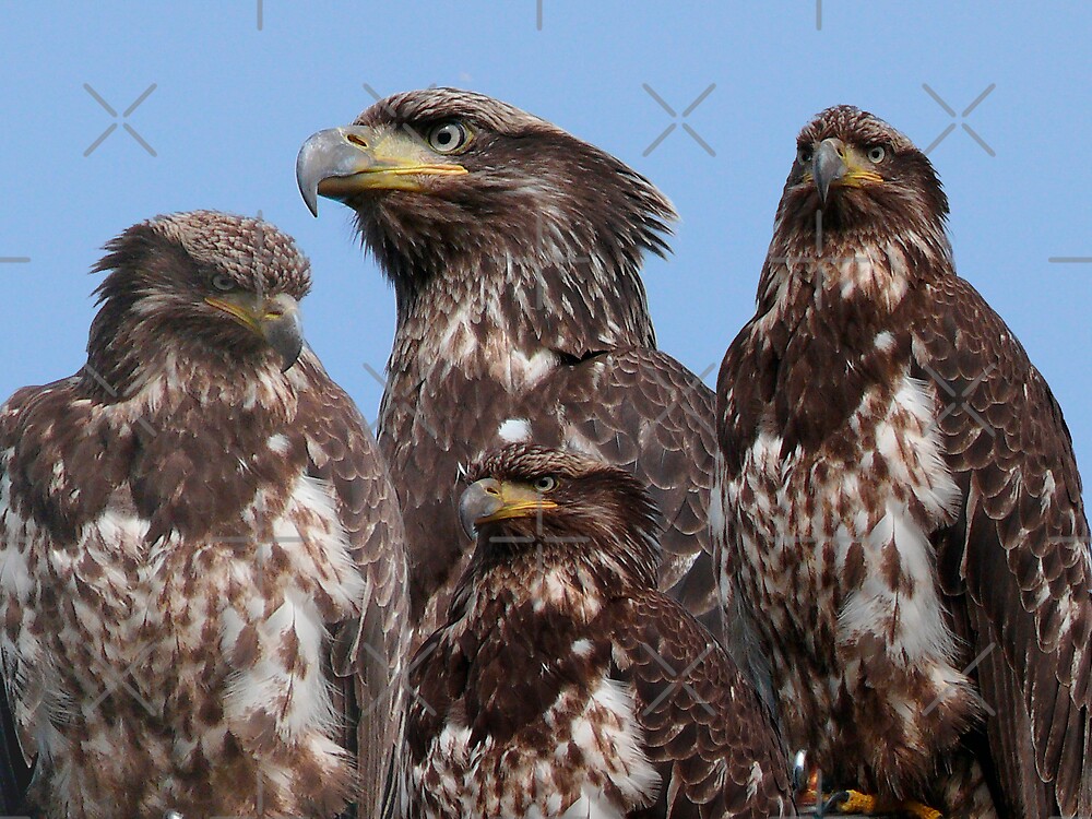 "Birds Of A Feather Flock Together" by Gail Bridger Redbubble