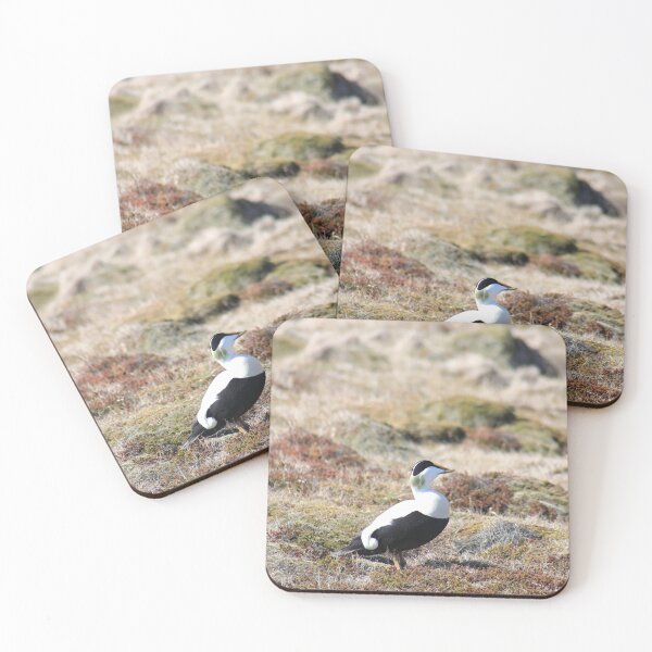 Item preview, Eiderduck in Iceland designed and sold by zumi.
