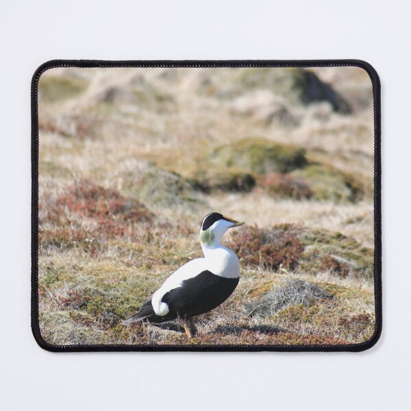 Item preview, Eiderduck in Iceland designed and sold by zumi.