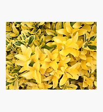 “Yellow's Delight”, Photo Artwork Photographic Print