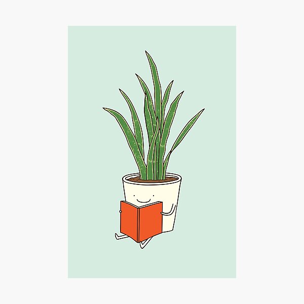 Indoor plant Photographic Print