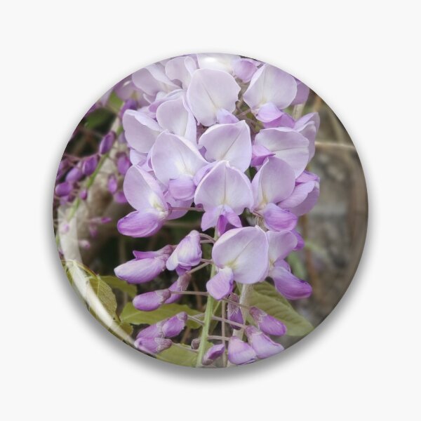 Item preview, Purple wisteria photograph  designed and sold by esvb.