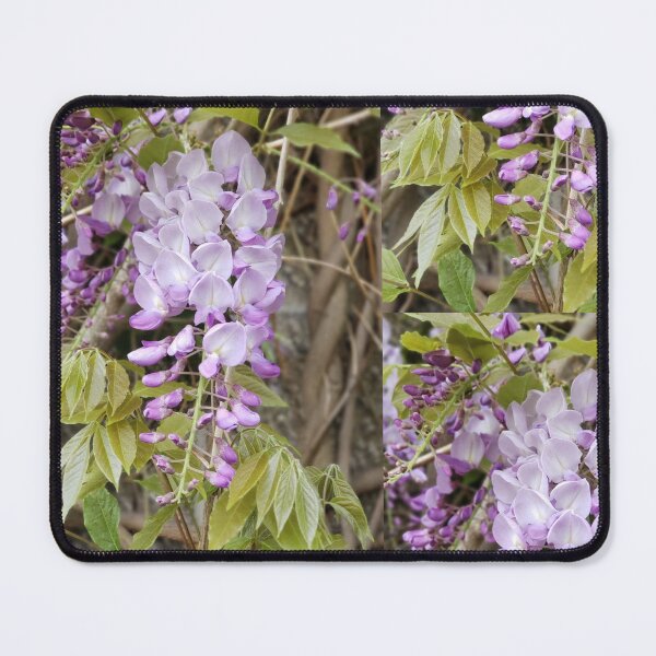 Item preview, Purple wisteria photograph  designed and sold by esvb.