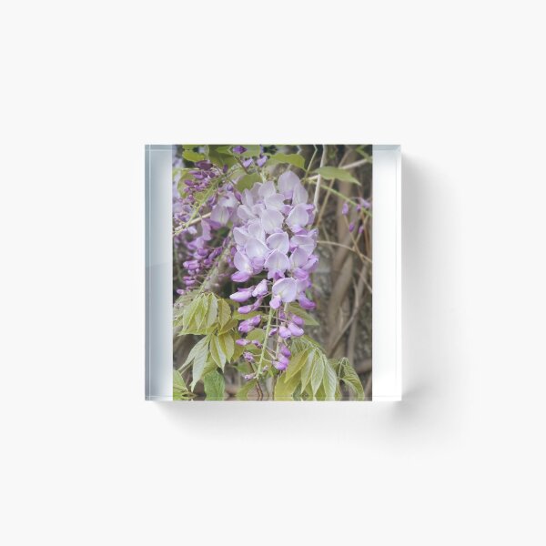 Item preview, Purple wisteria photograph  designed and sold by esvb.