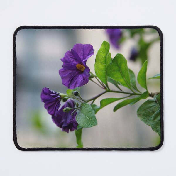 Item preview, Solanum Rantonnetii With Garden Background designed and sold by taiche.