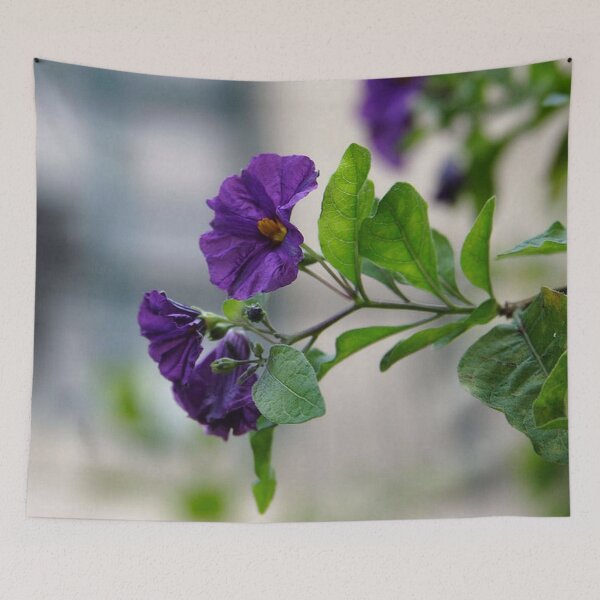 Item preview, Solanum Rantonnetii With Garden Background designed and sold by taiche.