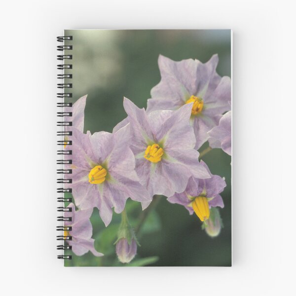 Item preview, Potato Flowers Solanum Rantonnetii Royal Robe designed and sold by taiche.