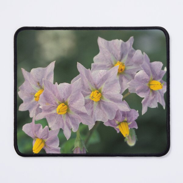 Item preview, Potato Flowers Solanum Rantonnetii Royal Robe designed and sold by taiche.