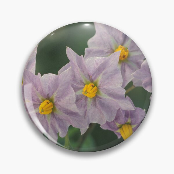 Item preview, Potato Flowers Solanum Rantonnetii Royal Robe designed and sold by taiche.