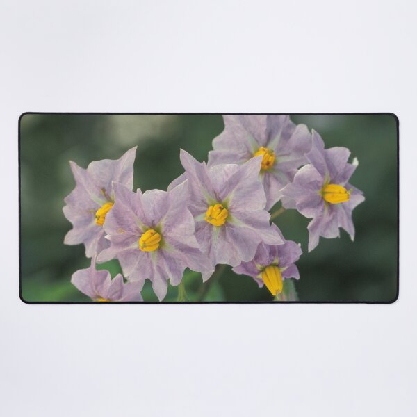 Item preview, Potato Flowers Solanum Rantonnetii Royal Robe designed and sold by taiche.