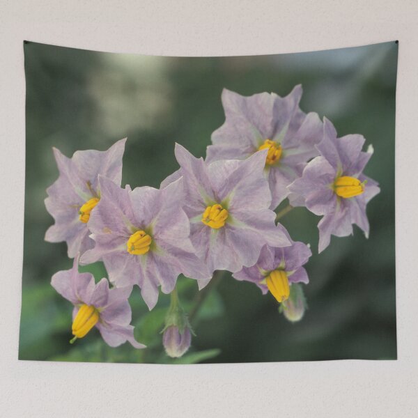 Item preview, Potato Flowers Solanum Rantonnetii Royal Robe designed and sold by taiche.