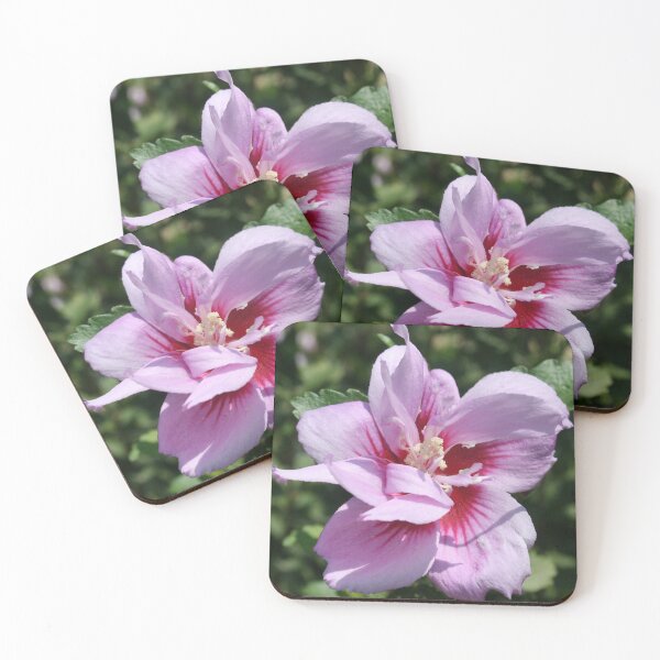 Item preview, Double Headed Marsh Mallow Althaea Officinalis designed and sold by taiche.