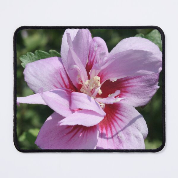 Item preview, Double Headed Marsh Mallow Althaea Officinalis designed and sold by taiche.