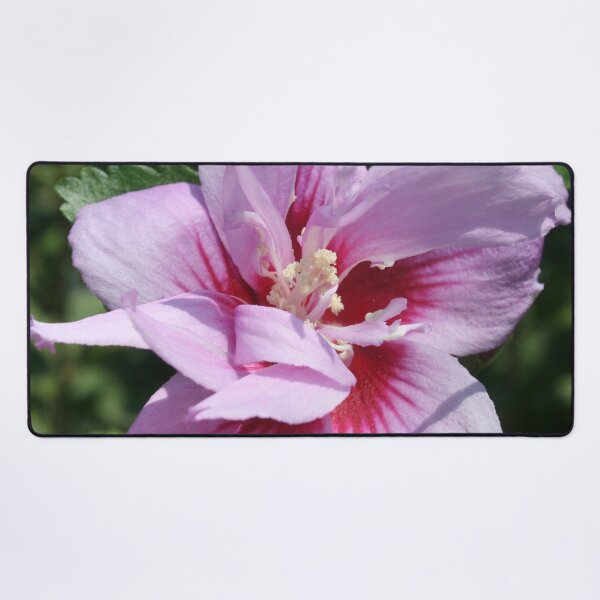 Item preview, Double Headed Marsh Mallow Althaea Officinalis designed and sold by taiche.
