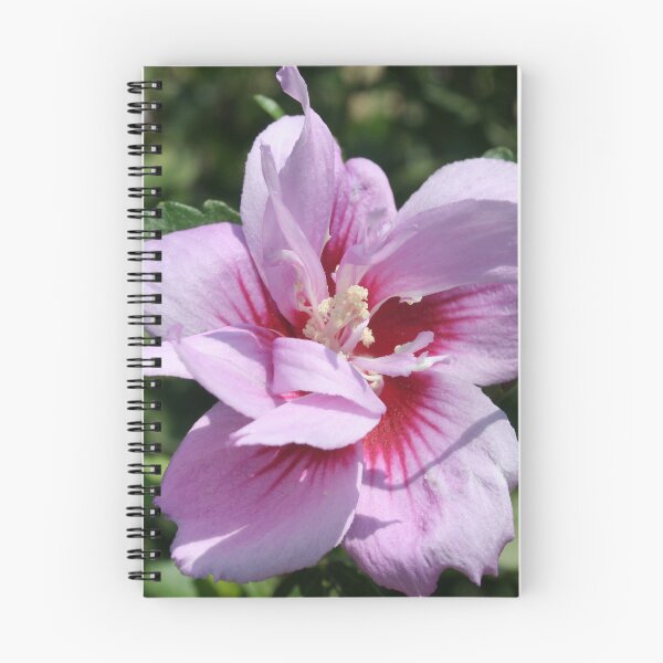 Item preview, Double Headed Marsh Mallow Althaea Officinalis designed and sold by taiche.