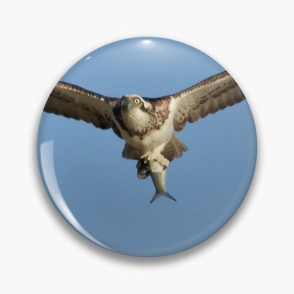 Item preview, Ospreys proud catch designed and sold by Mark Grimsley.