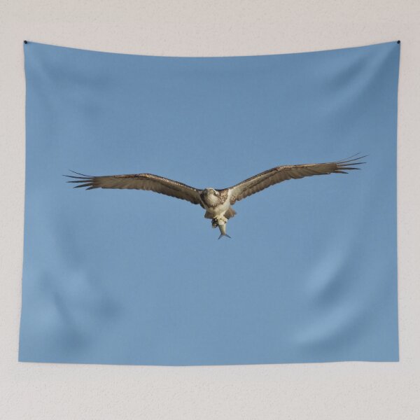 Item preview, Ospreys proud catch designed and sold by Mark Grimsley.