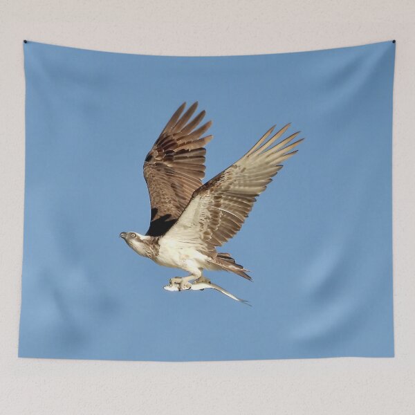 Item preview,  Ospreys returns with catch designed and sold by Mark Grimsley.