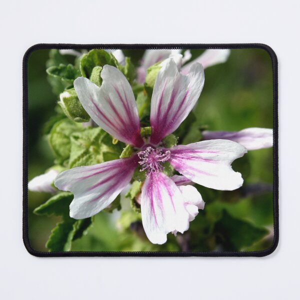 Item preview, Zebra Mallow Flower designed and sold by taiche.