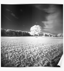 Holga Infrared Tree #7 Poster