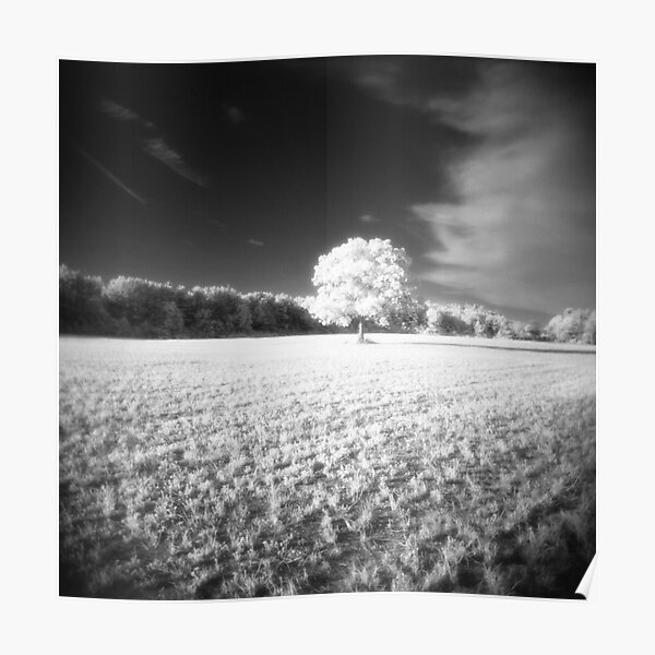 Holga Infrared Tree #7 Poster