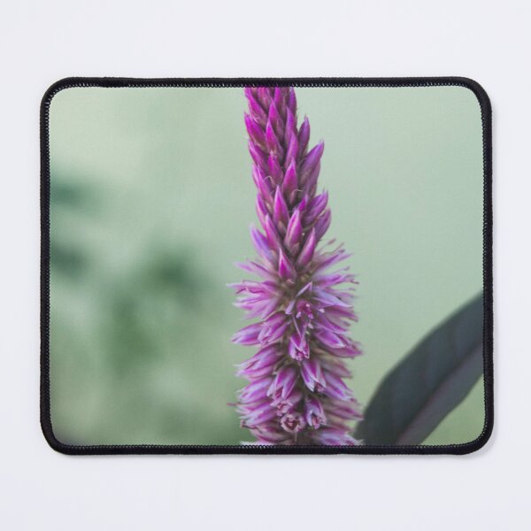 Item preview, Celosia Argentea designed and sold by ROSE ANN BANILAR.