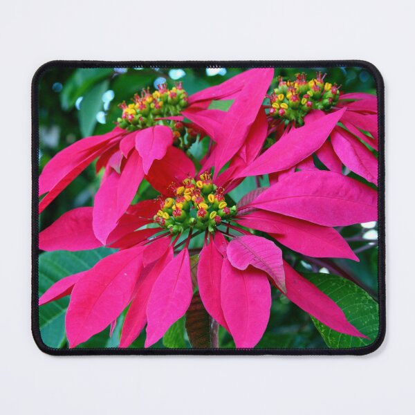 Item preview, Poinsettia at the Zoo designed and sold by Michael Matthews.