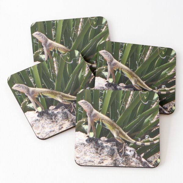Item preview, Zebra Tailed Lizard in Desert Oasis designed and sold by Willyboy16.