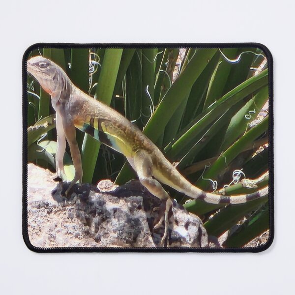Item preview, Zebra Tailed Lizard in Desert Oasis designed and sold by Willyboy16.