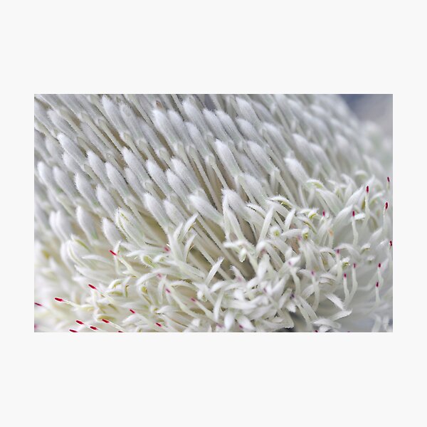 Gathered Crowd in White - Botanical Photography - Original Abstract Fine Art Photographic Print