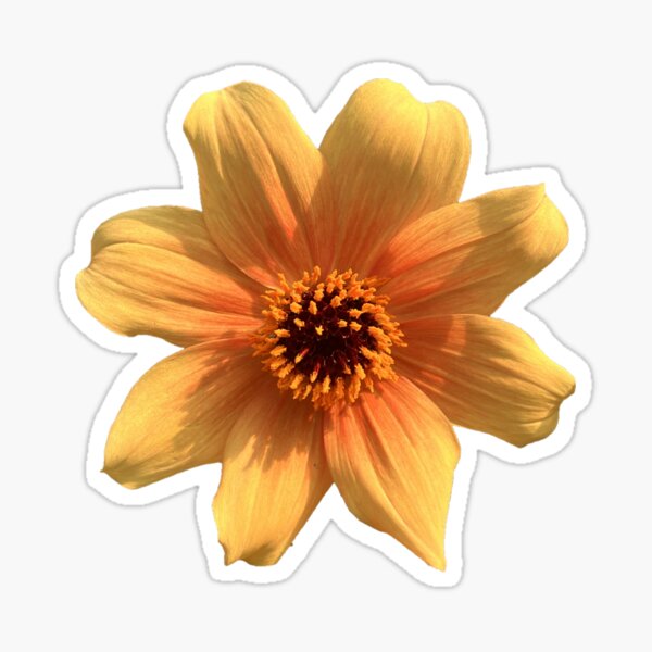 Item preview, Sunburst Dahlia designed and sold by ascherf.