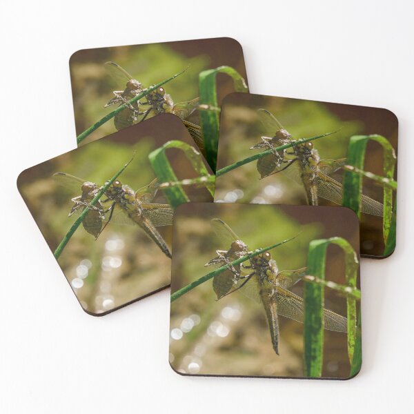Item preview, Zombie and the Chaser. Four-spotted chaser designed and sold by Jouko Lehto Photography.