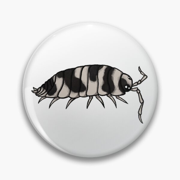 Item preview, Porcellio aff. laevis "dairy cow" Isopod designed and sold by Azure-Exotics.