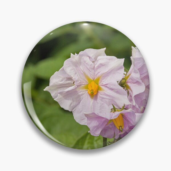 Item preview, flowers of a potato plant designed and sold by xophotography.
