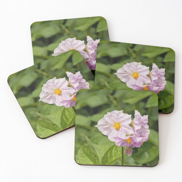 Item preview, flowers of a potato plant designed and sold by xophotography.