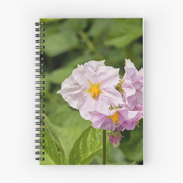 Item preview, flowers of a potato plant designed and sold by xophotography.