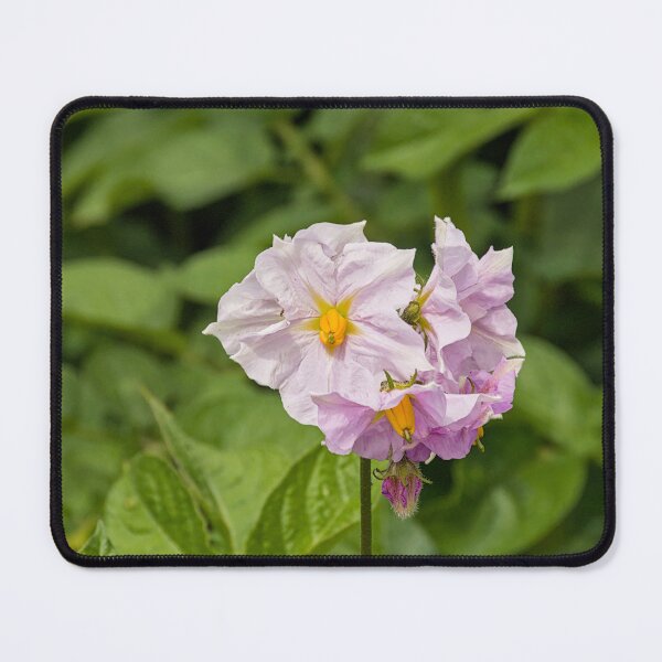 Item preview, flowers of a potato plant designed and sold by xophotography.