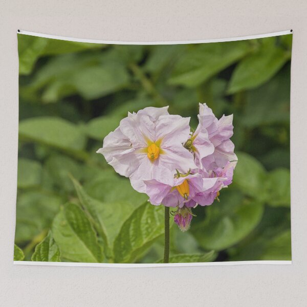 Item preview, flowers of a potato plant designed and sold by xophotography.