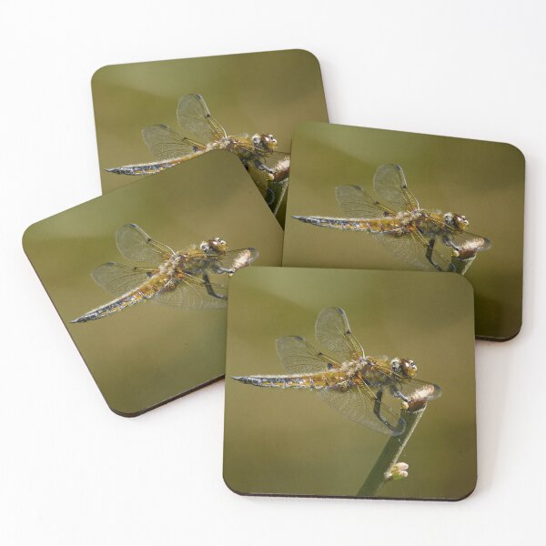 Item preview, Time to rest time to fly. Four-spotted chaser designed and sold by Jouko Lehto Photography.