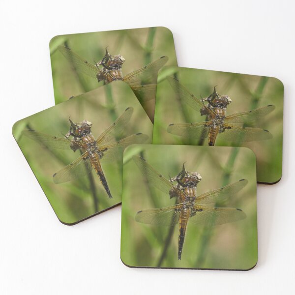 Item preview, Zombie and the Chaser 2. Four-spotted chaser designed and sold by Jouko Lehto Photography.