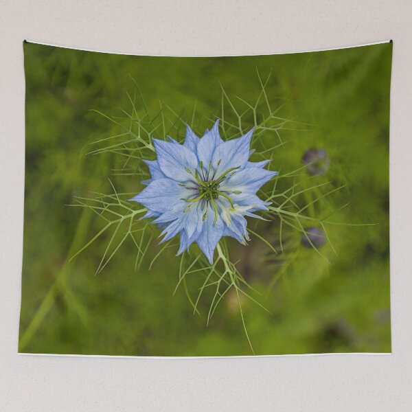 Item preview, love-in-a-mist, Nigella damascena designed and sold by xophotography.