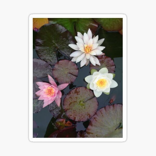 Item preview, Waterlilies photograph  designed and sold by esvb.