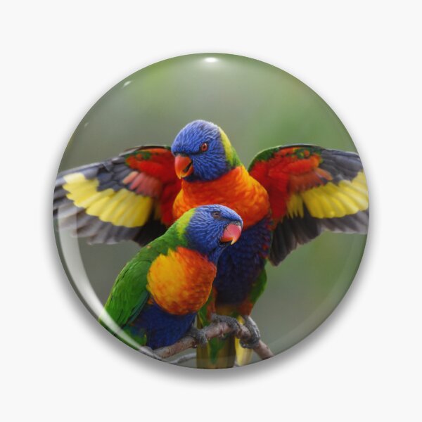 Item preview, Rainbow Lorikeets  designed and sold by lhowden.