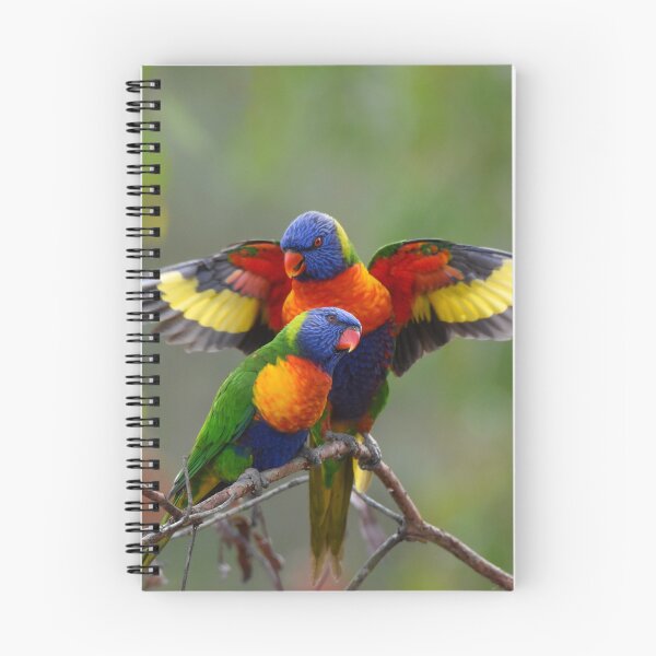 Item preview, Rainbow Lorikeets  designed and sold by lhowden.