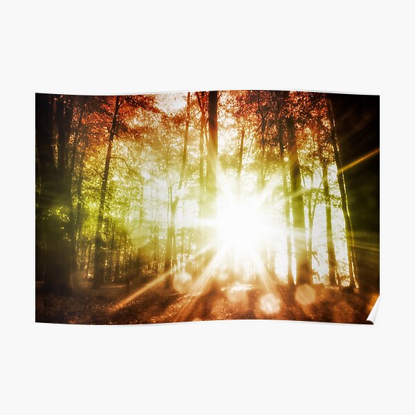 Woodland Sunburst Poster